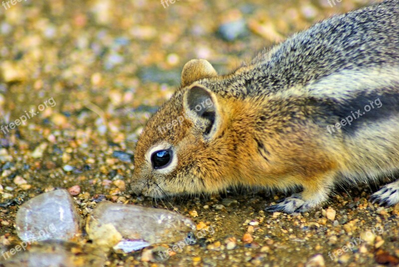 Squirrel Investigating Ice Ground Squirrel Golden Mantled