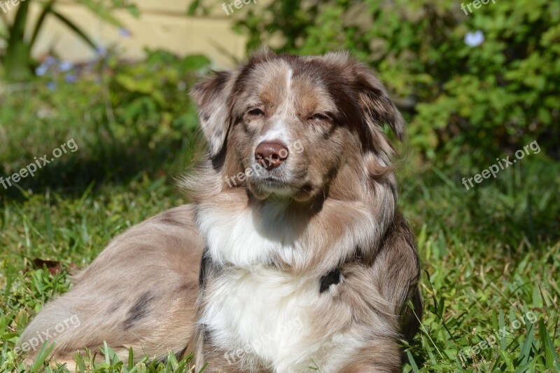 Dog Aussie Australian Shepherd Puppy Pet