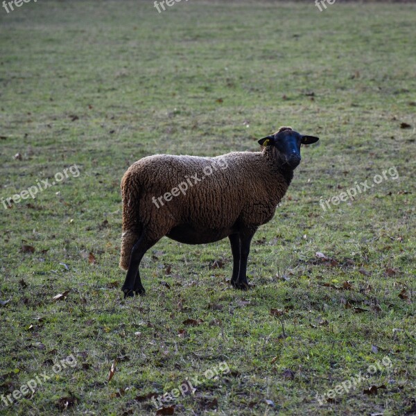 Sheep Black Mutton Herd Animal