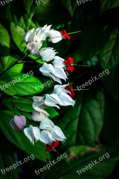 White Flowers Greenhouse Botanical Garden Nature A Flower Garden