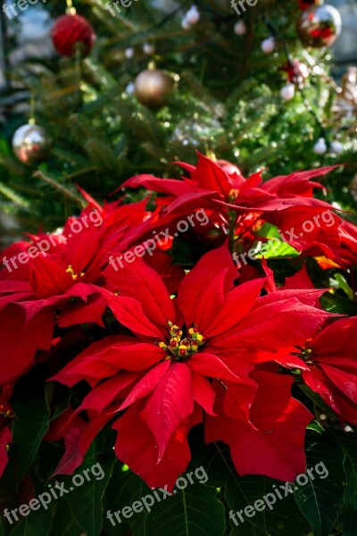 Poinsettia Christmas Flower Red Flower Red Beautiful