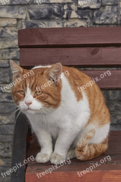 Cat Red Grumpy Redhead Predator