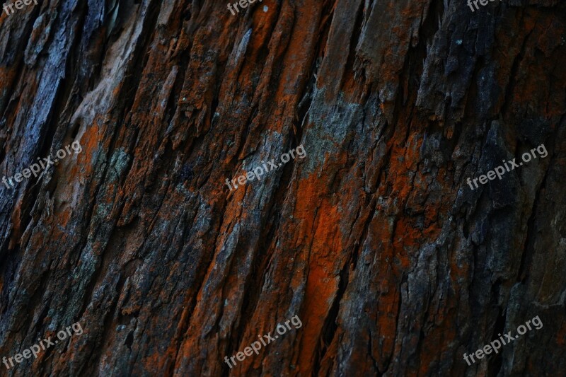 Wood Grain Wood - Material Timber Natural Condition Knotted Wood