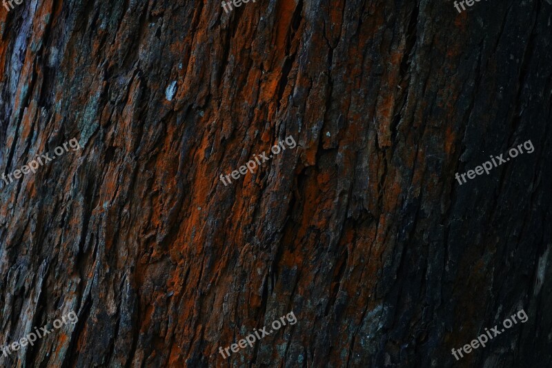 Wood Grain Wood - Material Timber Natural Condition Knotted Wood