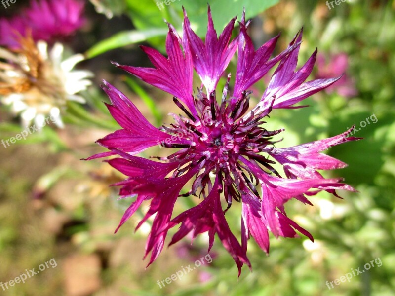 Beautiful Cornflower Knapweed Flowers Of The Field Flower Meadow