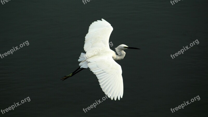 Little Egret Bird Avian Water