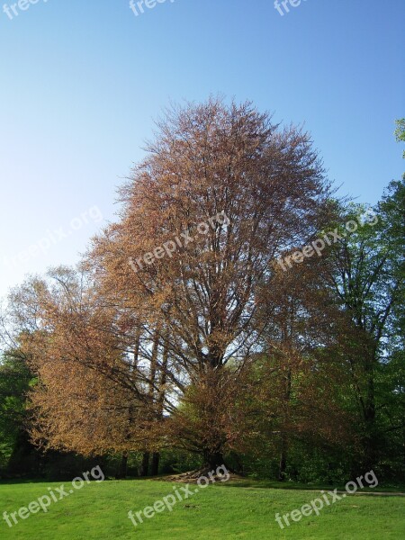 łańcut Tree Garden Spring Nature