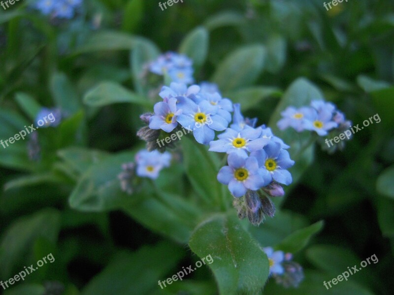 Nots Garden Spring Nature Blue