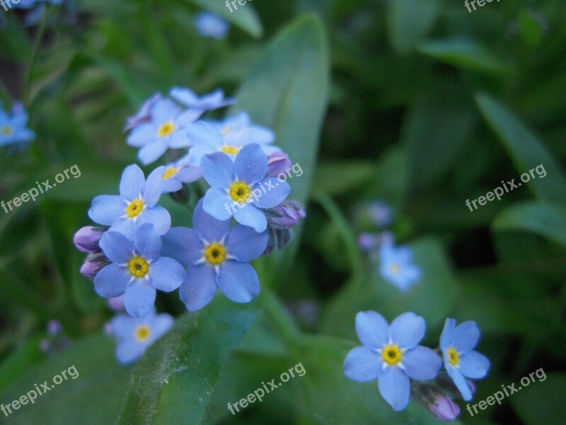 Nots Garden Spring Nature Blue