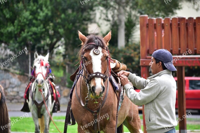 Horse Rider Animals Nature Free Photos