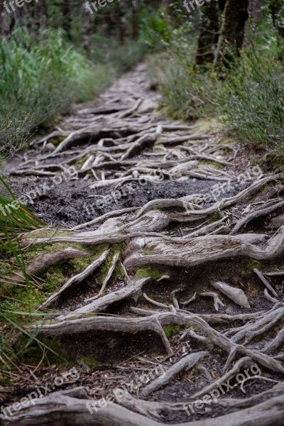 Overland Track Tasmania National Park Nature Wilderness