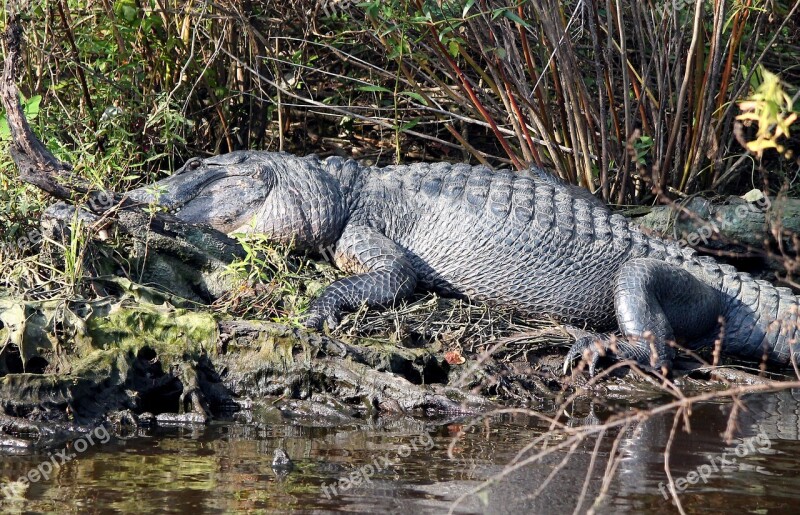 Gator Alligator Swamp Louisiana Reptile