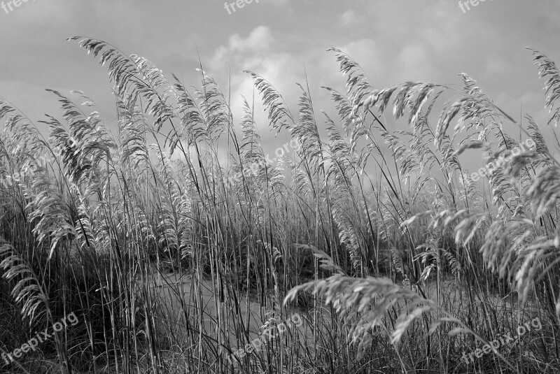 Sea Oats Sand Dune Sand Sea Beach