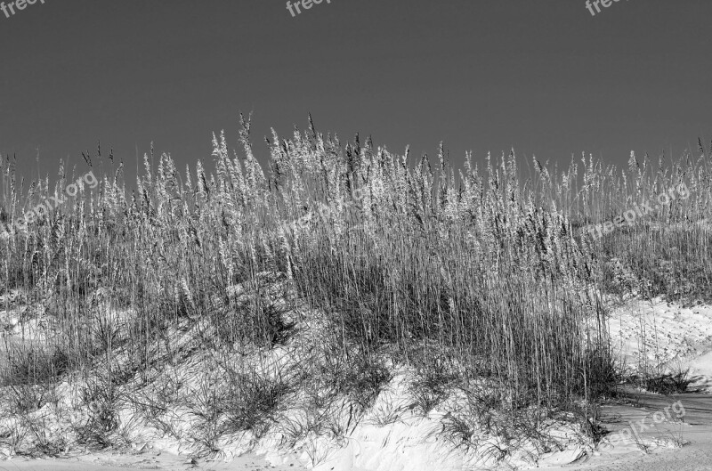 Sea Oats Sand Dune Sand Sea Beach