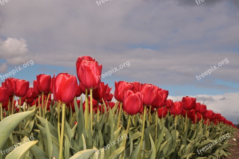 Tulip Tulip Field Tulip Fields Holland Netherlands