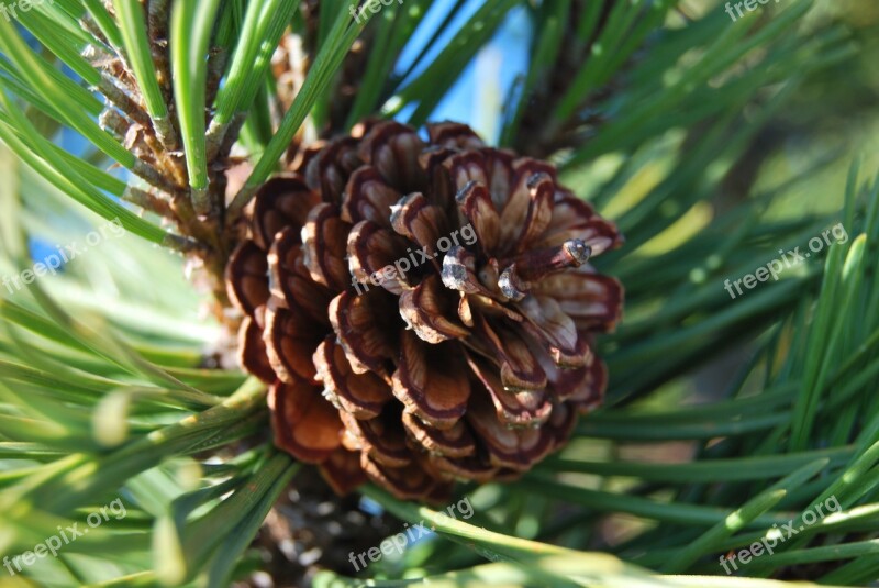 Pine Cone Nature Macro Cones Coniferous