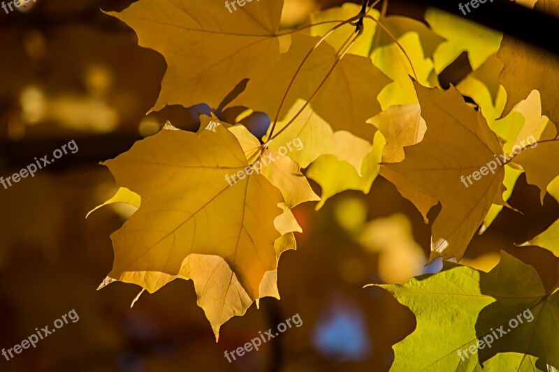 Maple Leafs Autumn Tree Fall Maple Tree