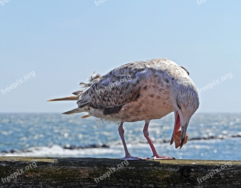 Seagull Young Animal Biscuit Eat Bill