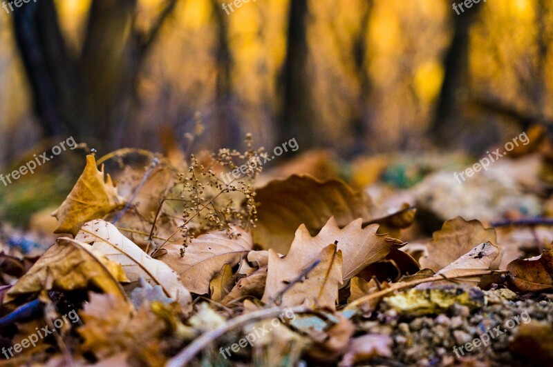 Autumn Defoliation Sunset Plant Free Photos