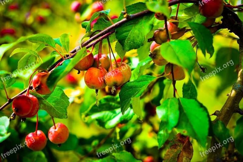 Plant Fruit Red Plants Gain Free Photos