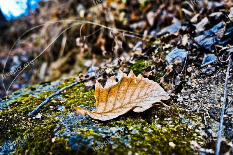 Autumn Defoliation Sunset Plant Free Photos