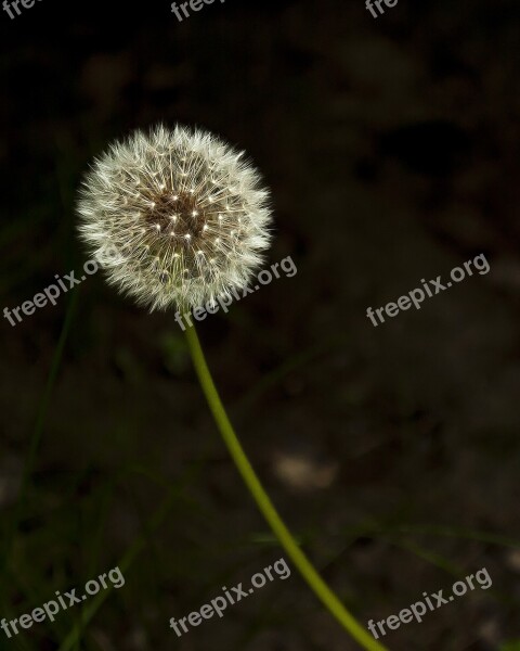 Seeds Dandelion Flower Weeds Free Photos