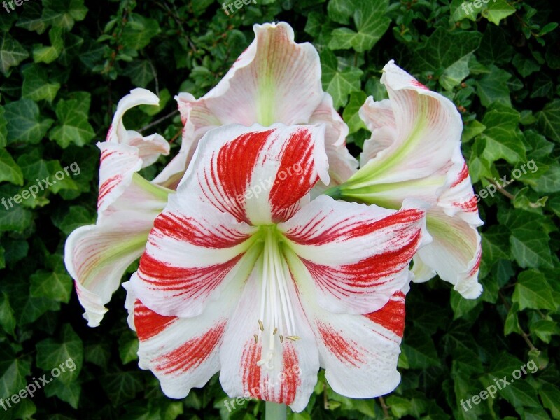 Amaryllis Red-and-white Cone Inflorescence Onion Flower Free Photos