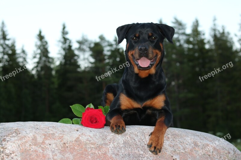 Rottweiler Rose Summer Dog Animal