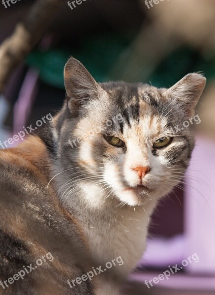 Cat Holding The Cat Animal Wild Cat Pet