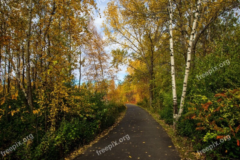 Fall Foliage Leaves Yellow Orange