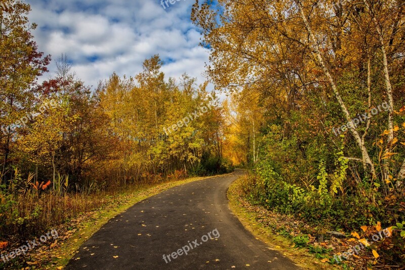 Fall Foliage Leaves Yellow Orange