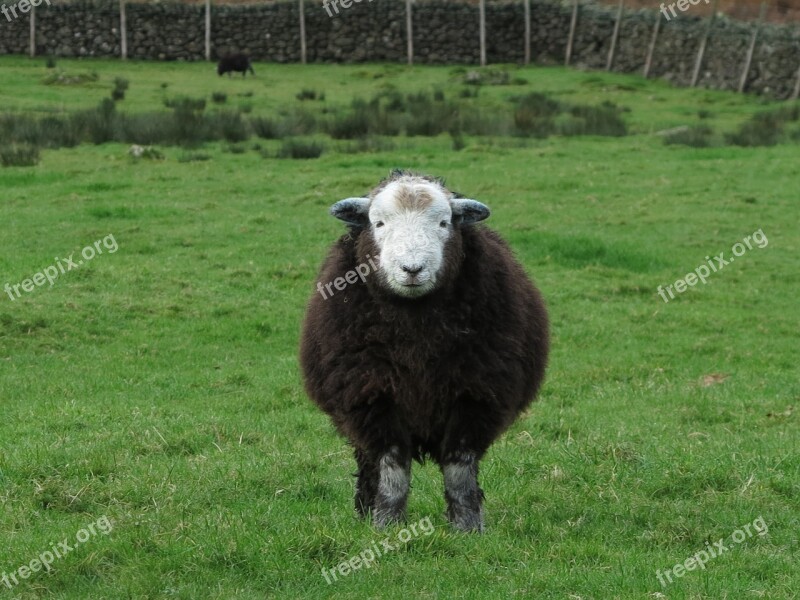 Herdwick Sheep Animal Farm District