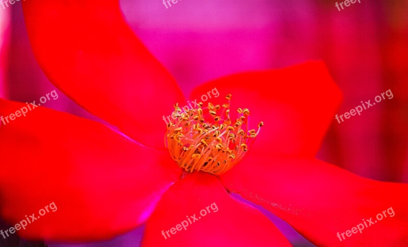 Rosa Rossa Rosehip Flowers Red Rose