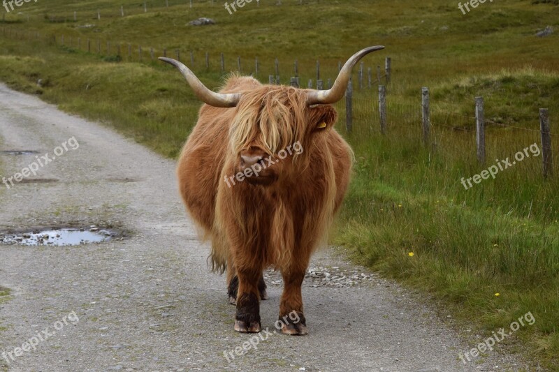 Cow Scotland Animal Mountain Cows Free Photos