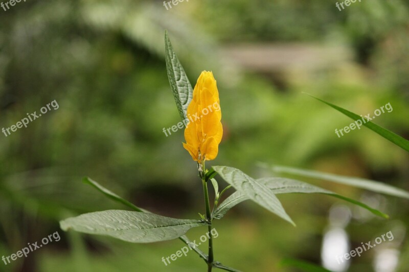 Flower Nature Beautiful Flower Yellow Flower Close Up