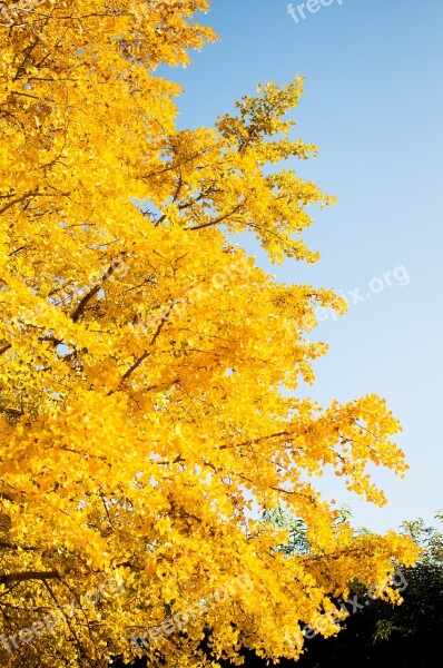 Ginkgo Biloba Autumnal Leaves Landscape Sky Free Photos