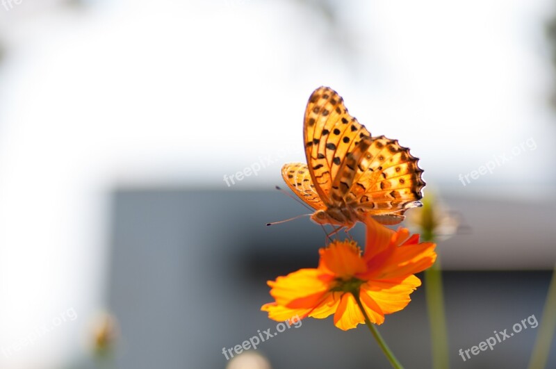 Butterfly Cosmos Blurred A Common Yellow Swallowtail Autumn