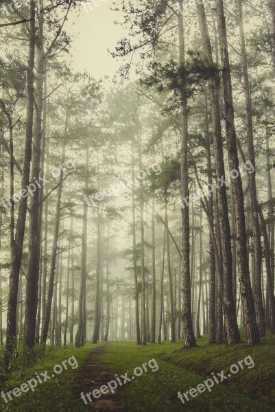 Scenery Pine Forest Mist Free Photos