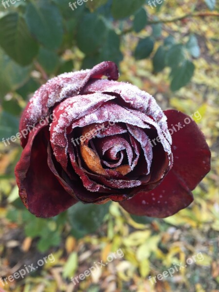 Frosty Rose Red Rose Beautiful Flower Free Photos