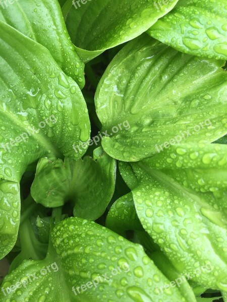 Greens After The Rain Drops Free Photos