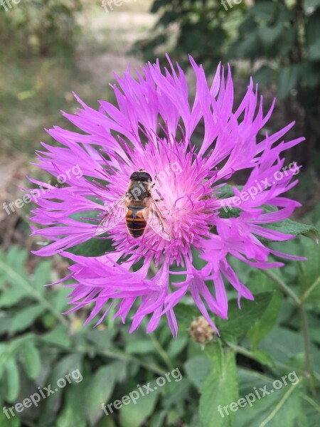 Nature Bright Colors Chrysanthemum Free Photos