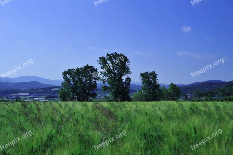 Barley Field Rural Landscape Nature Free Photos