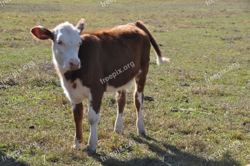 Calf Cow Farm Animal Cattle