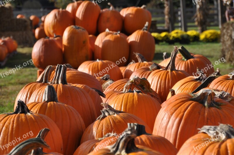 Fall Pumpkins Harvest Pumpkin Farm Seasonal