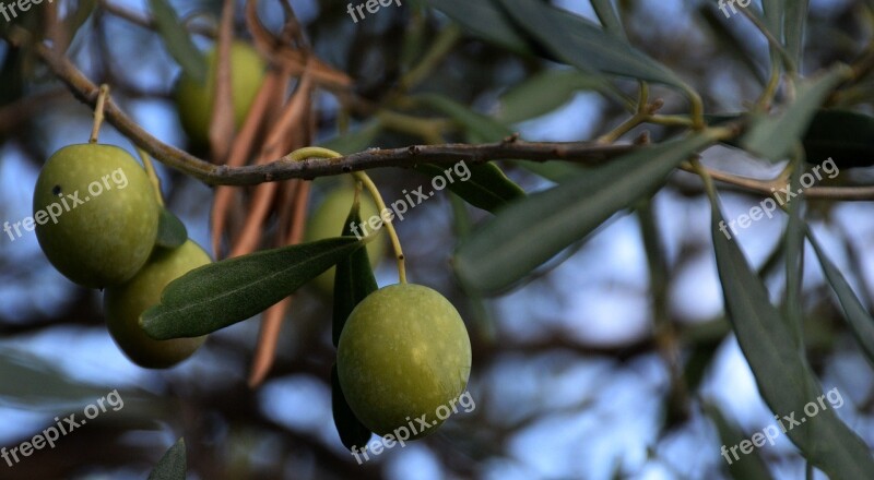 Olive Tree Walls Dry Iblei Campaign