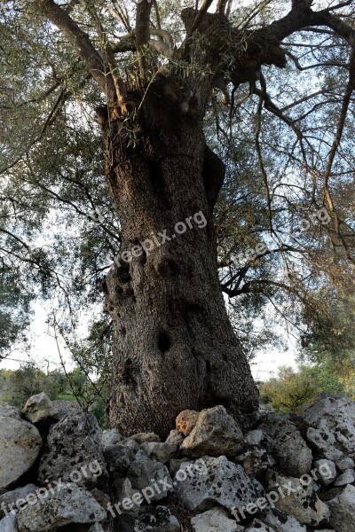 Olive Tree Walls Dry Free Photos