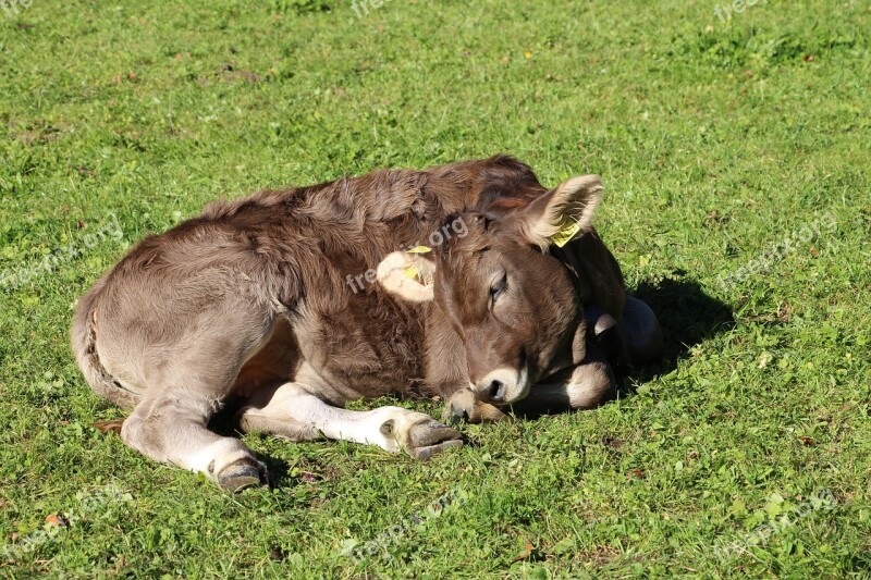 Cow Swiss Switzerland Animal Ballenberg