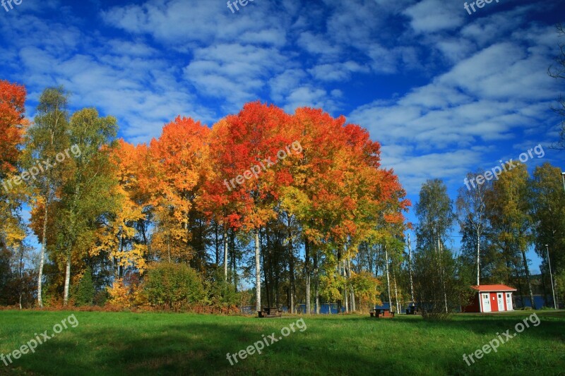 Sweden Autumn Flower Nature Free Photos