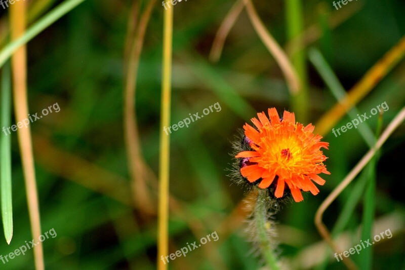 Flower Nature Closeup Plant Blooming