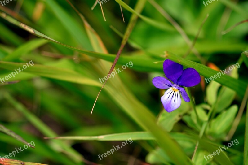 Flower Violet Macro Flowers Plant